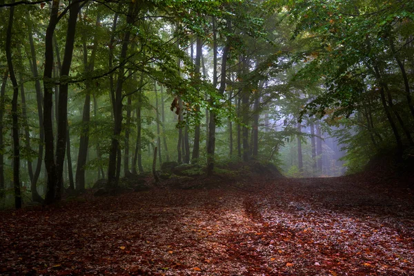 Renkli yaprakları olan büyülü sisli orman yolu. Manzaralı sisli manzara