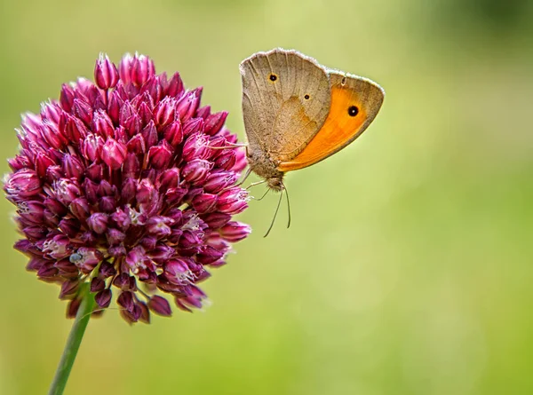 Bunter Schmetterling Auf Einer Lila Blume Unklarer Hintergrund — Stockfoto