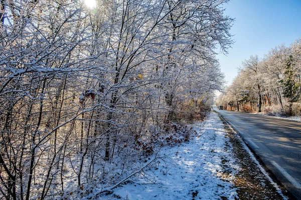 Foresta Nella Neve Rami Degli Alberi Sono Coperti Neve Strada — Foto Stock