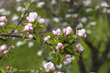 Bahar çiçekleri ağacı. İlkbaharda bir ağaç dalı. Bahar doğa arka plan