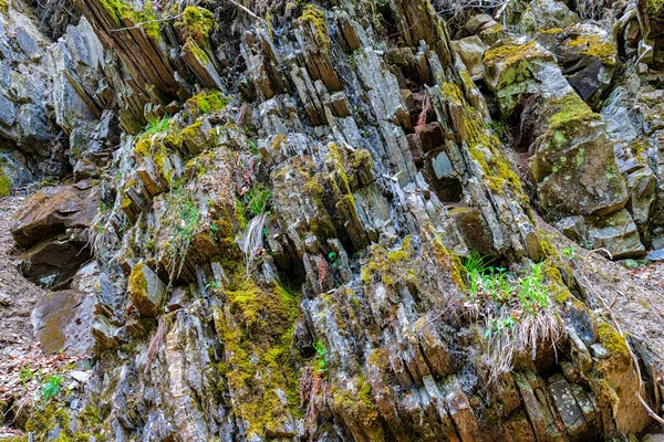 Superficie Las Rocas Del Bosque Fondo Abstracto Para Diseño —  Fotos de Stock