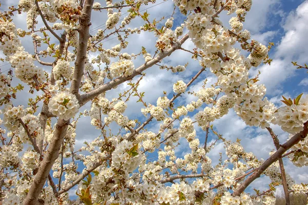 Ανεμοδαρμένο Δέντρο Εποχιακή Floral Φύση Φόντο Σύνθεση Άνοιξη — Φωτογραφία Αρχείου