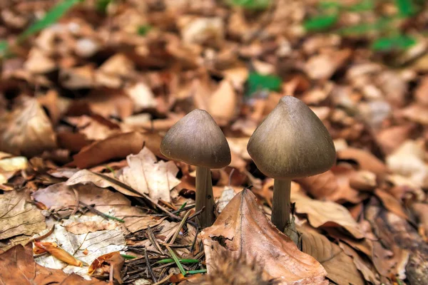 Dois Pequenos Cogumelos Folhagem Floresta Contexto Desfocado — Fotografia de Stock