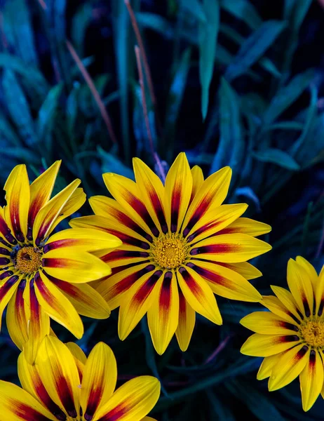 Güzel Gazania Çiçekleri Yumuşak Çiçek Doğa — Stok fotoğraf