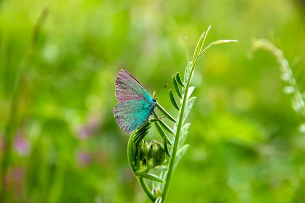 Schöne Bunte Schmetterling Auf Blume Garten Verschwommener Hintergrund — Stockfoto