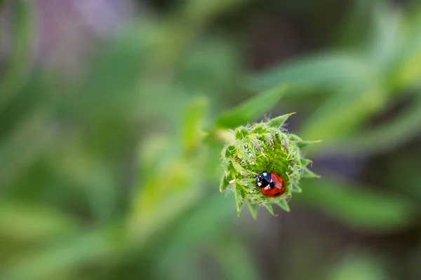 Beautiful Red Ladybug Sitting Green Flower Blurred Background — Stock Photo, Image
