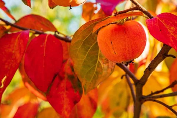 Vivid Autumn Colors Paradise Apple Tree Close View — Stock Photo, Image