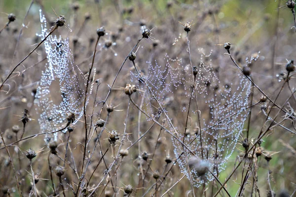 Schöne Spinnweben Mit Regentropfen Auf Einer Pflanze Auf Dem Feld — Stockfoto