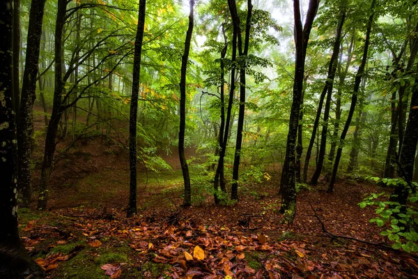 Zobrazit Uvnitř Mlžného Lesa Stromech Malebná Krajina Mlha — Stock fotografie