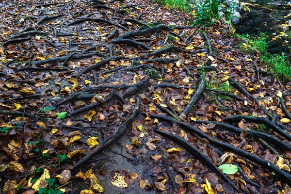 Amazing Forest Roots Wood Earth — Stock fotografie
