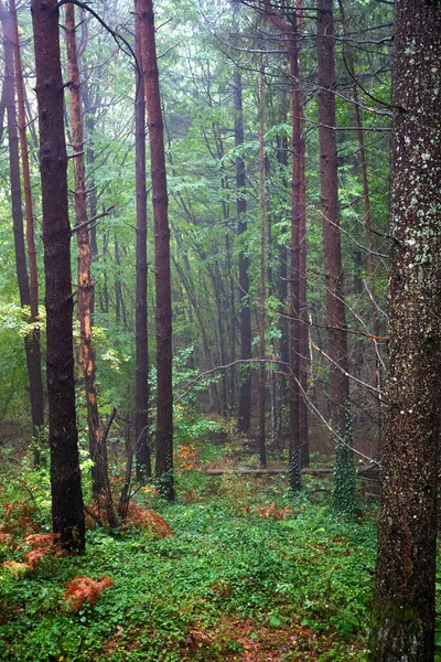 Kilátás Ködös Erdő Belsejébe Fákon Függőleges Nézet — Stock Fotó