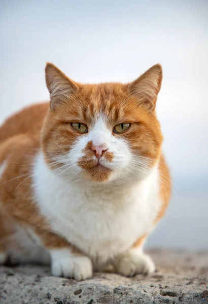 Porträt Einer Flauschigen Katze Unscharfer Hintergrund Vertikale Ansicht — Stockfoto