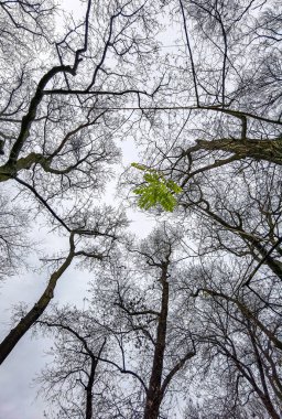 Ormanda yaprakları olmayan uzun ağaçlar, aşağıdan yukarıya yeşil nokta görünüyor.
