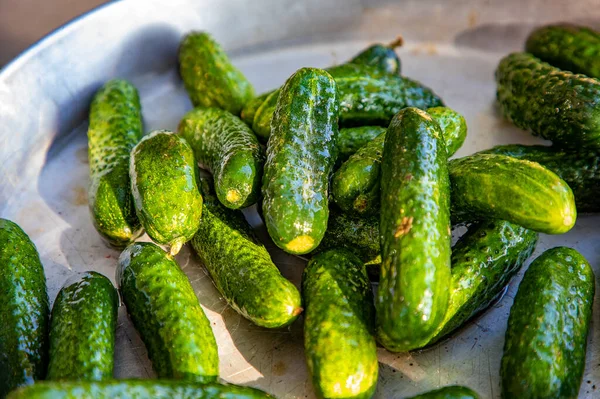 Washed Fresh Gherkins Pan Ready Canning Winter — Stock Photo, Image