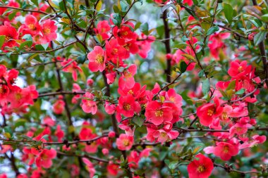 Çiçekli bahar ağacı. Mevsimlik çiçek doğası geçmişi. Bahar Kompozisyonu. 