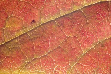 Yaprak yapısının çarpıcı makro ayrıntıları