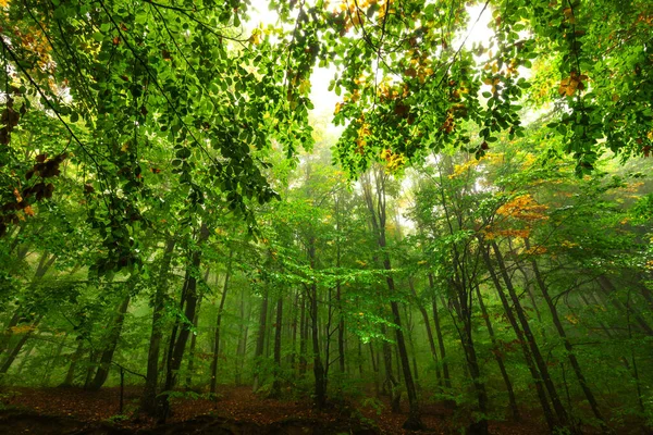 Vue Intérieur Forêt Depuis Sol Paysage Pittoresque — Photo