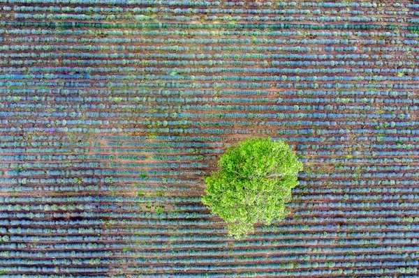 Vista Aérea Desde Dron Árbol Campo Lavanda Vista Abstracta —  Fotos de Stock