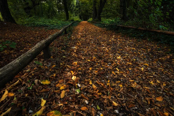 Lehullott Őszi Levelek Egy Misztikus Erdőben Őszi Táj — Stock Fotó
