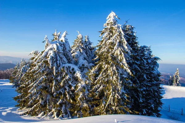 Feenhafte Winterbäume Mit Schnee Winterzeit Schöne Winterlandschaft Mit Schnee — Stockfoto