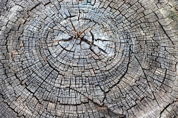Wood Texture Background Closeup Old Cut Tree Trunk Cracks Annual — Stock Photo, Image