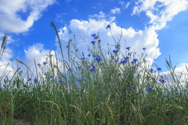 Piękne Pole Niebieskimi Kwiatami Tle Błękitnego Nieba — Zdjęcie stockowe