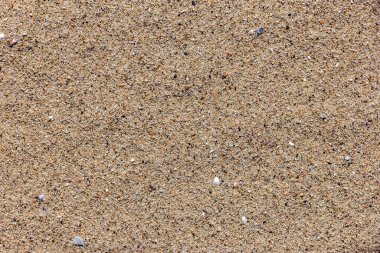 Arka plan olarak kullanılmak üzere kabuk parçaları ile doğal kum yüzeyi