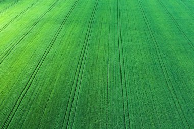 Yeşil tarla yüzeyinde traktör izleri olan genç buğday. Hava görüntüsü. Soyut yüzey