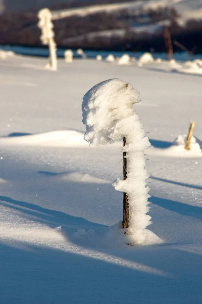 用白雪把那棵被美丽覆盖的树圈起来 纵向观点 — 图库照片
