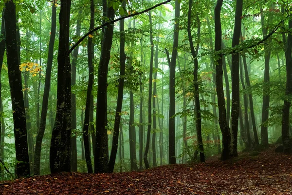 Nézd Meg Benne Ködös Erdő Fák Festői Ködös Táj — Stock Fotó