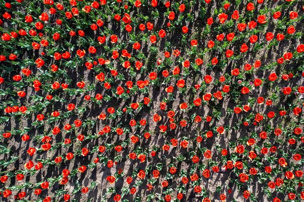 Top View Many Blooming Red Tulips Sunset Shadows — Stock Photo, Image