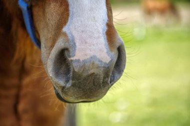 At ağızlığı, burun deliği, burun delikleri..