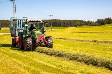 Atletizm, tarladaki traktör römorkuna örnek döker. Kış için hayvan yemi hazırlıyorum..