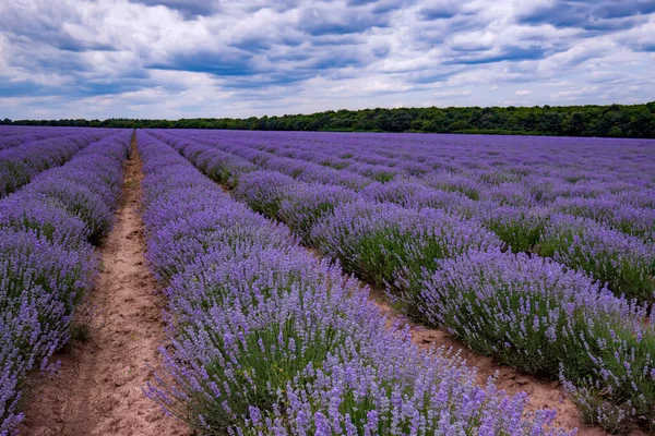 Lavender Flower Blooming Scented Fields Endless Rows Day View Fluffy — Fotografia de Stock