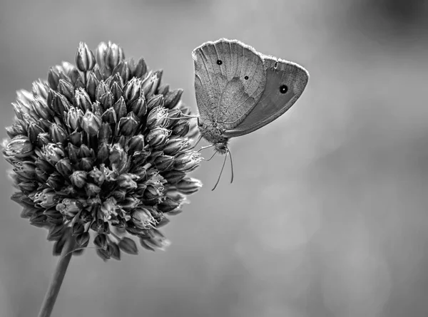 Bunter Schmetterling Auf Einer Lila Blume Unklarer Hintergrund — Stockfoto