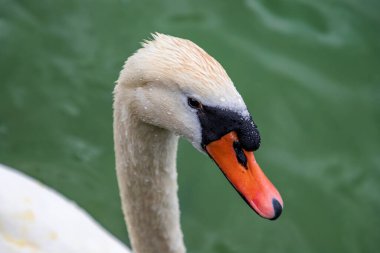 Güzel bir beyaz kuğu portresi.