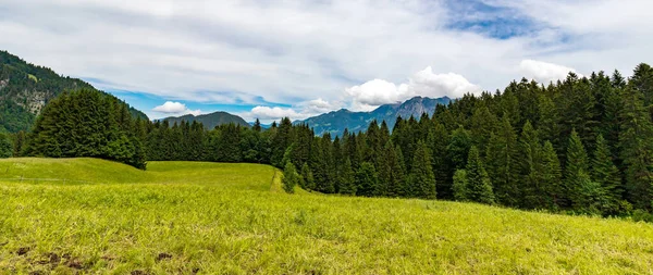 Panoramic View Pine Forest Mountain Green Meadow Snowy Hills — Zdjęcie stockowe