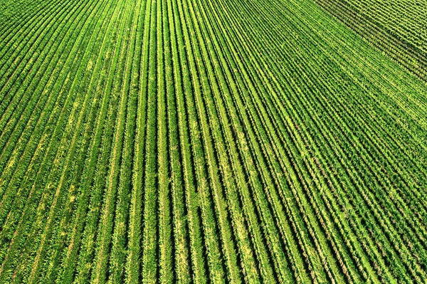 Aerial view from drone of beautiful rows of green vineyard