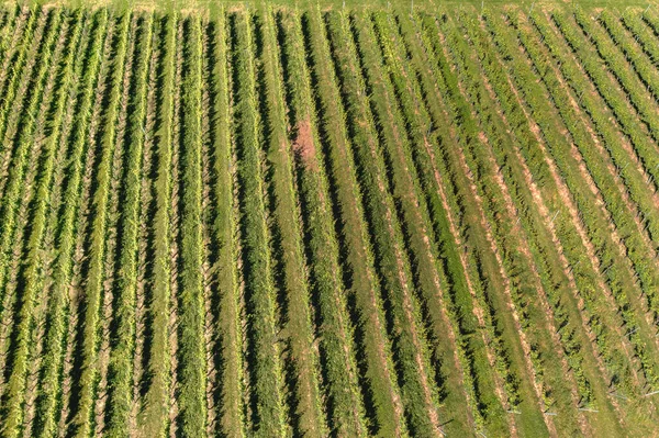 Letecký Pohled Dronu Krásných Řad Zelené Vinice — Stock fotografie