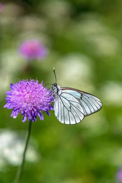 Cute Butterfly Purple Flower Blurred Background — Stockfoto