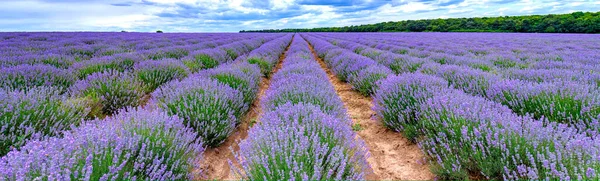 Scented Lavender Flowers Blooming Endless Rows Panoramic View — Fotografia de Stock