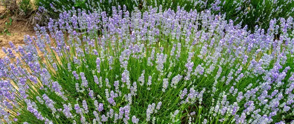 Beauty Violet Lavender Flower Panoramic View — Fotografia de Stock