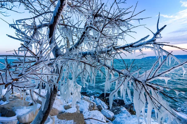 Παγωμένο Δέντρο Χειμώνα Στην Ακτή Κλείσε — Φωτογραφία Αρχείου