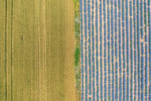 Aerial View Lavender Wheat Field Top View — Photo