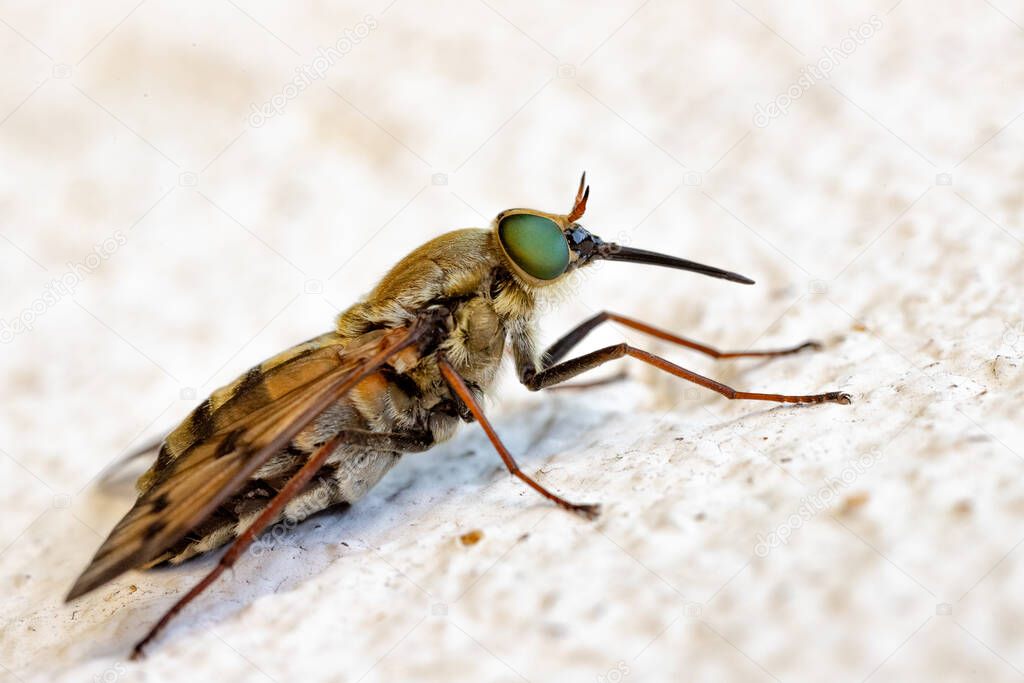 Detailed macro of sitting fly with big Proboscis, blurred background. Horizontal view