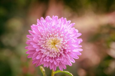 Gently colors of flower of aster Callistephus chinensis. Close up