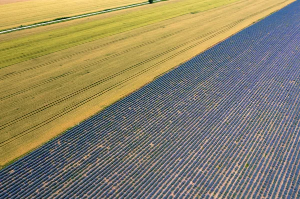 Aerial View Lavender Wheat Fields Top View —  Fotos de Stock