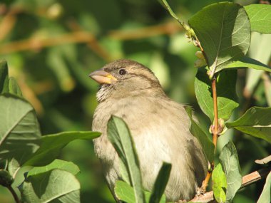 One cute sparrow sitting on the branch. Close up
