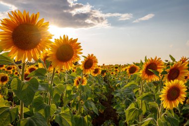 Mavi gökyüzüne karşı ayçiçeği çiçekleri. Arka ışık