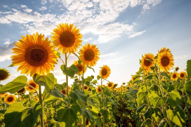 Mavi gökyüzüne karşı ayçiçeği çiçekleri. Arka ışık